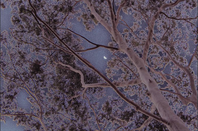 A nighttime view looking up through snow-covered tree branches at a crescent moon in the sky.