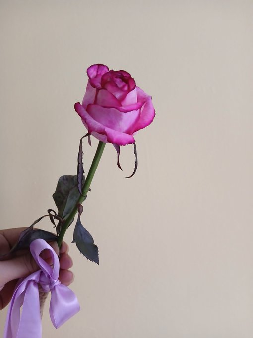 A hand holds a pink rose with a purple ribbon tied around its stem against a plain off-white wall.