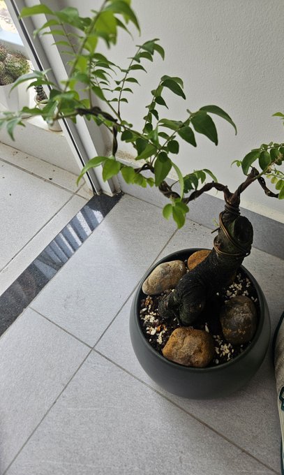 A small potted bonsai-style plant sits on a tiled floor near a window, featuring a thick, twisted trunk surrounded by rocks and soil in a round gray container.
