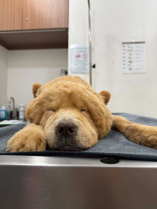 The image features a large brown dog lying down on a table with its eyes closed. A caption below the photo reads "no more pain, little cody run free till we meet again." The text seems to be related to the dog's situation in the veterinary office or hospital setting.