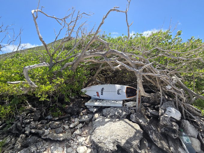 A white surfboard rests on rocky terrain beneath a tangle of dry branches and green bushes, with a view of the blue ocean in the background.