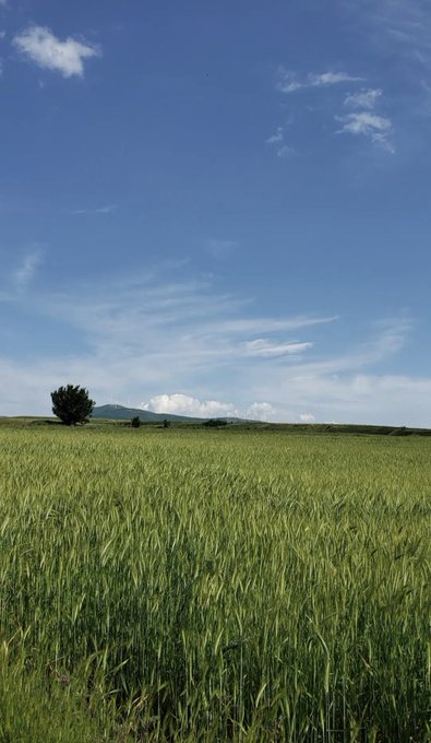 A scenic landscape photograph showing a vast green wheat or grass field in the foreground, a single tree in the middle distance, rolling hills on the horizon, and a bright blue sky with scattered clouds.