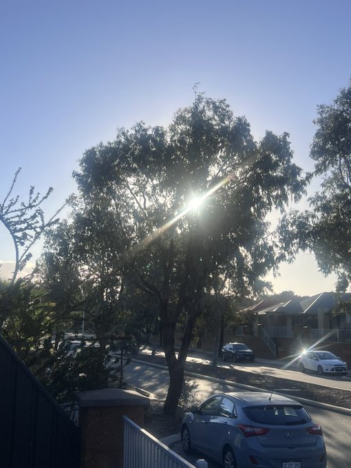 A street scene with a large eucalyptus tree backlit by the sun, with parked cars including a silver Hyundai hatchback in the foreground and residential buildings in the background.