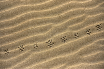 A trail of lizard footprints tracks diagonally across rippled desert sand, illustrating the post's theme of efficient, step-by-step on-chain energy management—each footprint mirroring the sequential preparation and acquisition of network resources before submitting a transaction.