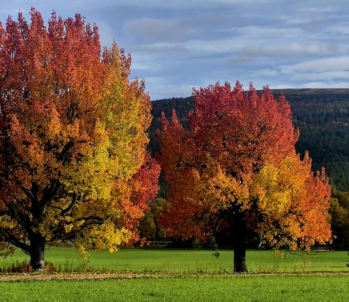 Two vibrant autumn trees displaying brilliant red, orange, and yellow foliage stand in a green grassy field with a dark forested hillside in the background under a blue sky with wispy clouds.