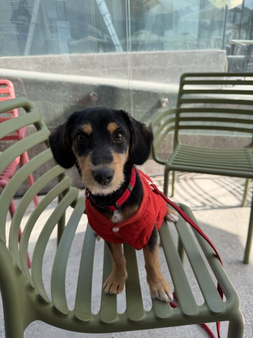 A small black-and-tan dog wearing a red harness sits on a green metal chair in front of a glass wall, with matching outdoor seating nearby.
