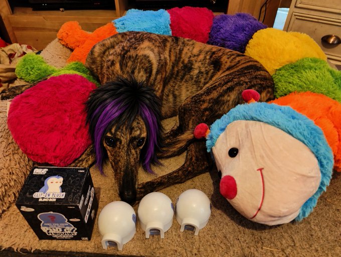 A greyhound dog wearing a purple and black wig lying on a colorful flower-shaped pet bed next to a clown plush toy and three white light bulbs, with a 'Glo' products box visible.