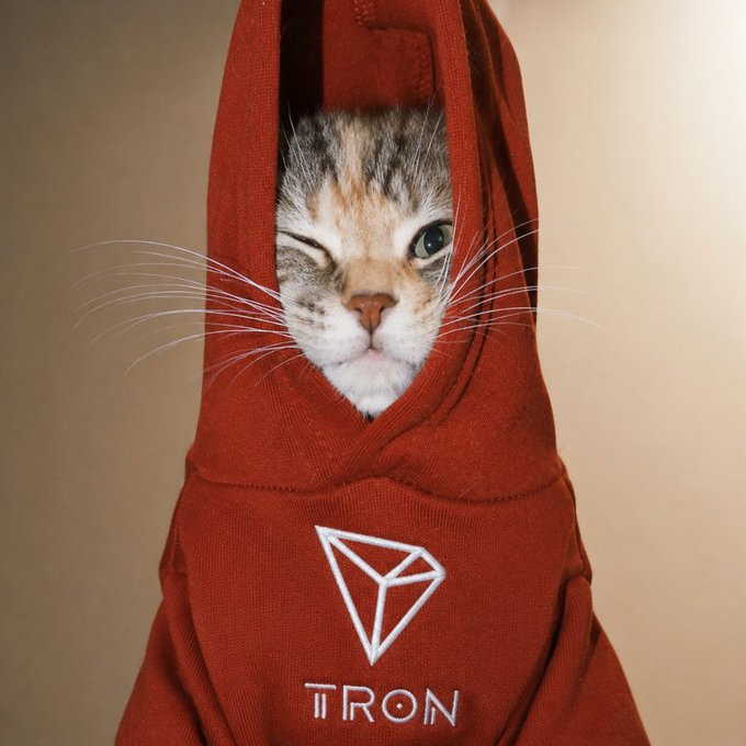 A humorous photo of a calico cat wearing a red hoodie with the 'TRON' logo, winking at the camera.