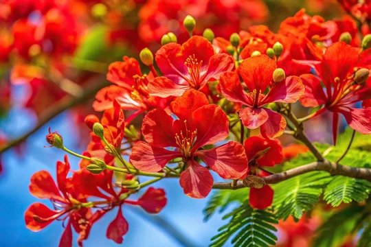 Vibrant red flowers bloom against a clear blue sky, likely a Royal Poinciana or similar tropical tree.