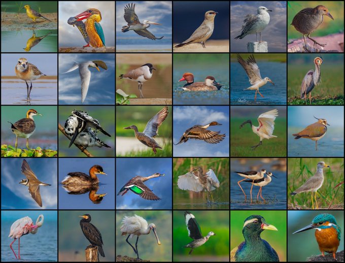 A grid collage featuring 30 various photographs of different bird species in their natural habitats.