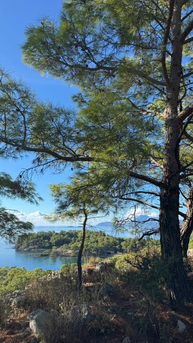 A scenic landscape view of a calm blue sea with an island and distant mountains, framed by pine tree branches under a bright blue sky with white clouds.