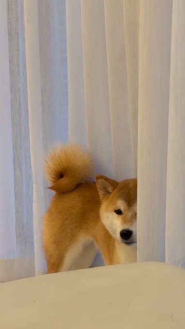 A Shiba Inu peeks through sheer white curtains with a calm, knowing gaze, as if quietly observing an opportunity hidden in plain sight—just like the undiscovered crypto project waiting to be found before it explodes in value.