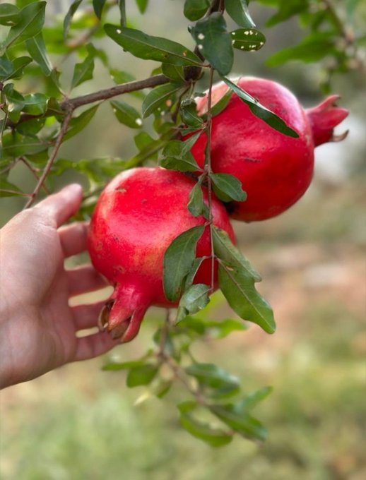 Photograph of a hand holding two ripe red pomegranates still attached to their branch with green leaves visible.