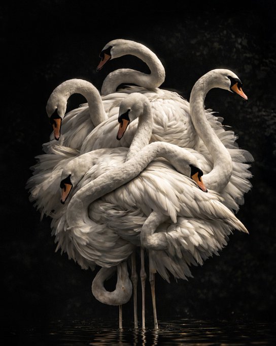 Six mute swans intertwine their graceful necks and fluffy white plumage into a dense, sculptural cluster against a dark, moody background, their orange-beaked heads fanning outward like petals of a single bloom.

The image relates to the post as a striking visual distraction—a surreal, almost mythological arrangement of swans whose tangled elegance mirrors the intricate, layered craftsmanship celebrated in Tezos NFT art.