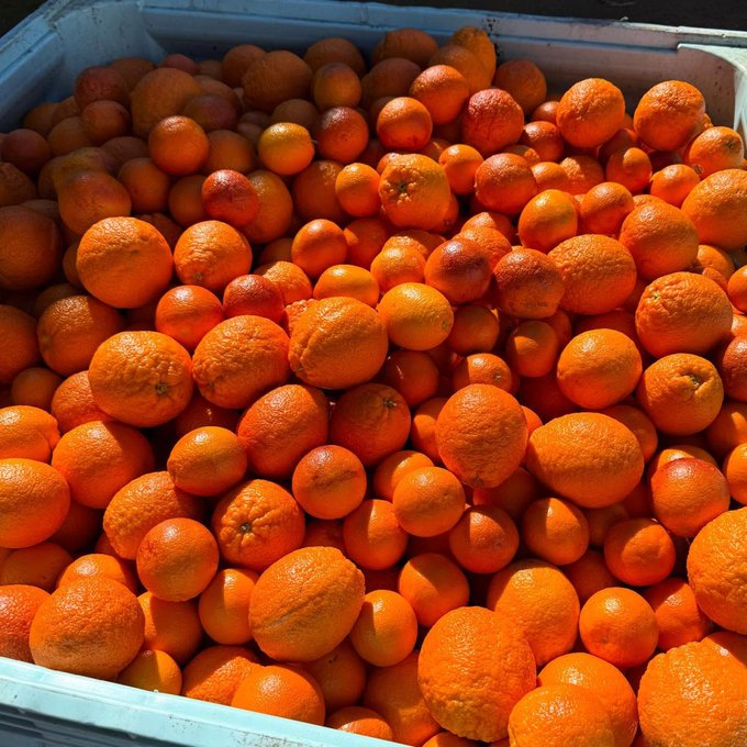 A crate overflowing with fresh oranges under bright sunlight, tying into the "$ORANGE" cryptocurrency theme while humorously suggesting Michael Saylor's office may need regular DoorDash deliveries to keep up with demand.