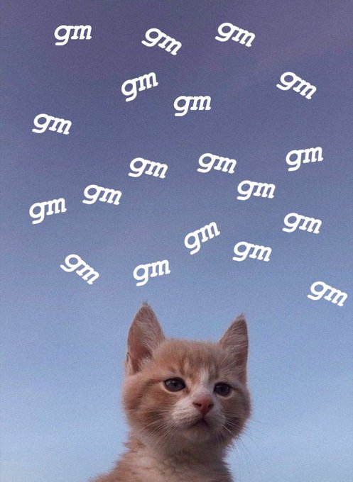 Photo of an orange kitten looking up at a purple and blue gradient sky, with the word 'gm' written repeatedly in white script across the sky.