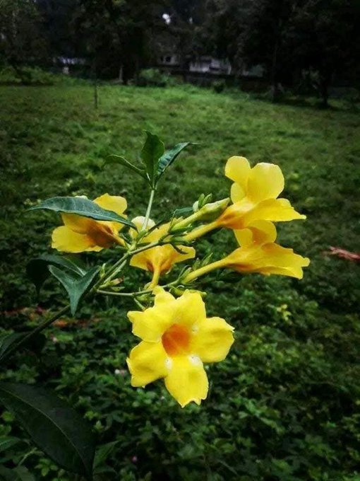 A close-up photograph of a cluster of bright yellow trumpet-shaped flowers with green leaves, set against a background of a lush green grassy area.
