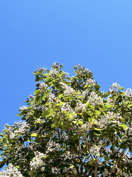 The image features a tree with white flowers against a blue sky background. The scene captures the beauty of nature as well as the importance of simplicity and ease of use, which are emphasized by the post about crypto users. The tree's blossoming flowers symbolize the idea that things become more enjoyable when they are less complicated or overly complex. This message is further reinforced by the post's reference to @FIH_USD1, a cryptocurrency exchange that focuses on providing a user-friendly experience for its customers. By simplifying the multichain experience and offering stable liquidity, @FIH_USD1 aims to attract more users who appreciate the ease of use in the crypto world.