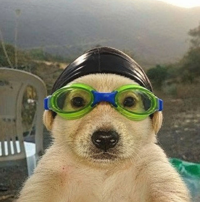 A cream-colored dog faces the camera outdoors, wearing a black swim cap and oversized green-and-blue goggles.