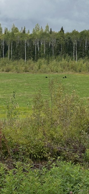 A landscape photograph showing a grassy field with shrubs in the foreground, leading to a treeline of birch and evergreen trees under a cloudy sky.