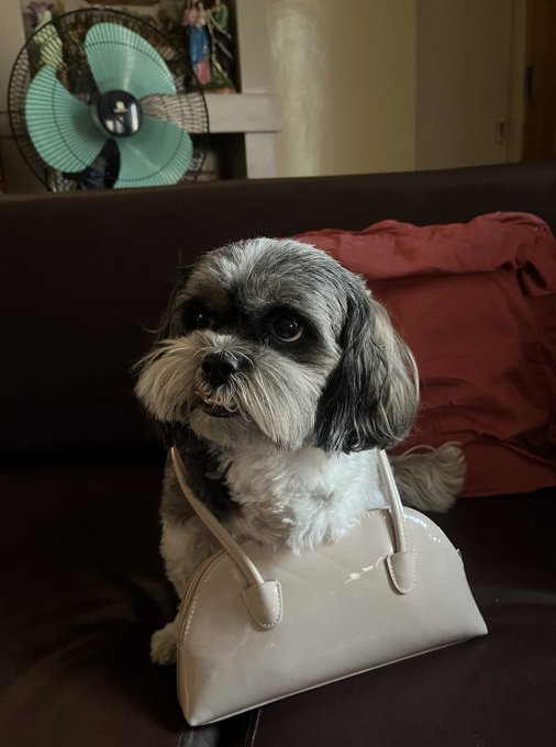 A small gray and white dog sits on a dark couch with its head poking through the handle of a cream-colored purse, while a turquoise fan and red pillow sit in the background.

The image plays on the "dog in a purse" trope to humorously contrast with the post's bragging about a $Zephyr token pump—the dog's clueless, wide-eyed expression suggests the owner was busy watching charts while the pup got dressed up, mocking the trader's claim of catching moves early.