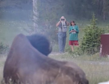 A man and woman stand in a grassy area near trees while a large dark animal, appearing to be a bison, is in the foreground with smoke around it. The image seems playfully captioned to suggest the couple is at the "Charging Bull" statue, though they're actually photographing wildlife, fitting the post's humorous theme about an $ANSEM look-alike contest.