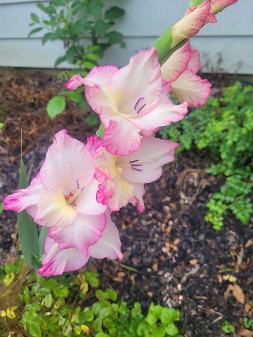 A photograph of pink and white gladiolus flowers blooming in a garden, with a house's light blue siding visible in the background.