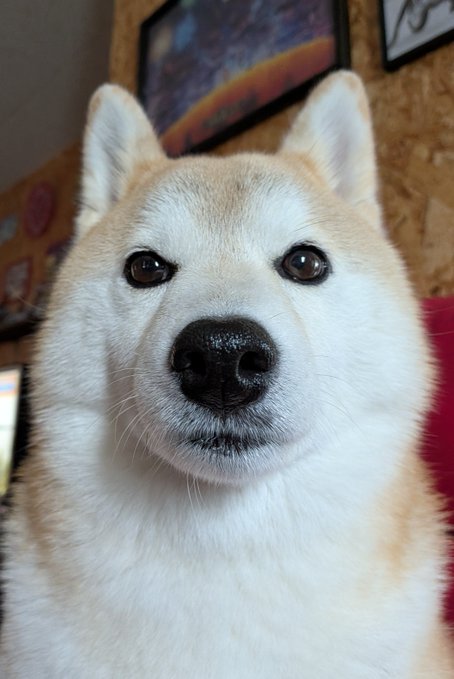 A close-up portrait of a cream-colored Shiba Inu with alert, pointed ears and a focused gaze directly at the camera, perfectly resembling an ID photo with the dog's symmetrical, centered framing and serious expression. The plain wooden wall backdrop adds to the photo-booth-like simplicity, while the dog's dignified pose captures the essence of a poised canine identification portrait.