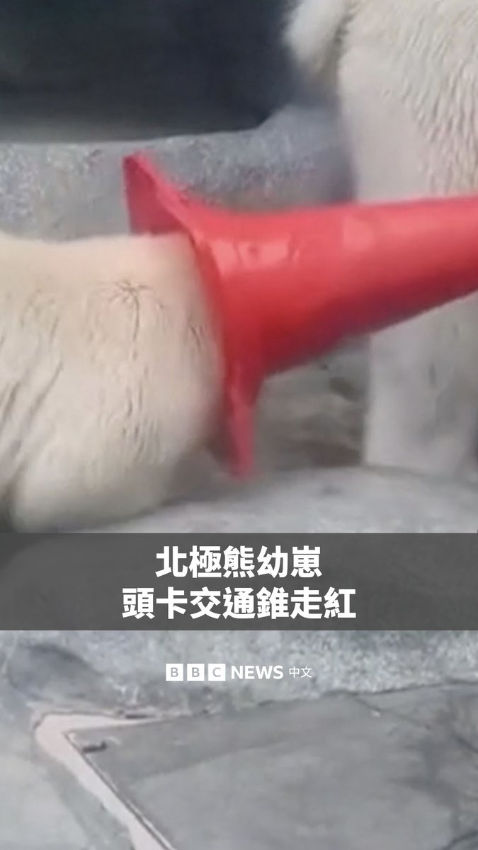 A polar bear cub is shown with its head stuck inside an orange traffic cone, with BBC News 中文 text reading "北極熊幼崽頭卡交通錐走紅" (Polar bear cub goes viral with head stuck in traffic cone). The image illustrates the viral traffic cone polar bear meme that is gaining mainstream media coverage and spreading internationally, as referenced in the post about $MOMOTA's breakout moment.