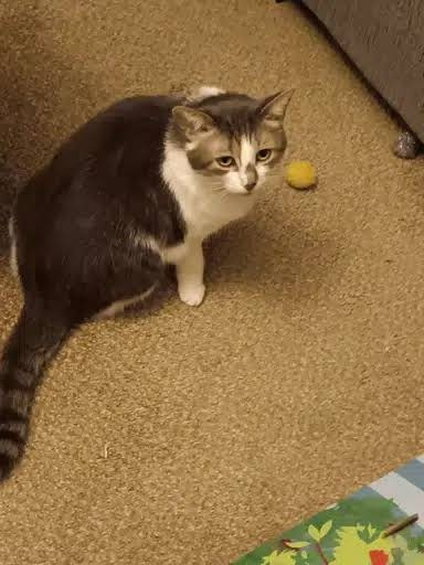 A grey and white cat sits on a beige carpet looking up, with a small yellow ball visible behind it.