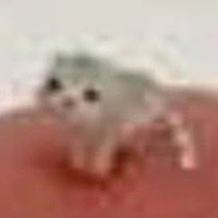 A blurry, low-resolution image of a small white fluffy kitten or puppy with large dark eyes sitting on a pink surface against a light background.