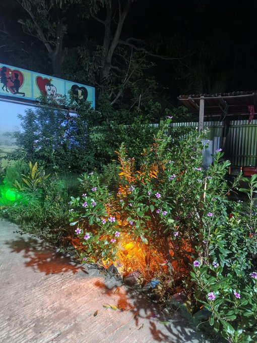 The image shows a garden with various plants and flowers at night. The scene includes a fire burning in one of the bushes, casting an orange glow that illuminates the area around it. A sign can be seen in the background, which reads "gn good night x family, a deep and peaceful sleep is waiting for me tonight, @NomismaNetwork just 11 days left in the current @useTria epoch My belief is @wallchain". The fire appears to be burning down some of the plants or bushes.