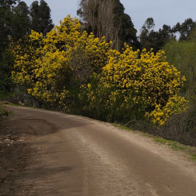 A dirt road curves alongside vibrant yellow flowering bushes, possibly gorse, backed by tall green trees under a pale sky.