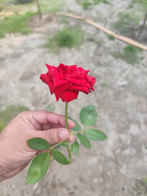 The image features a person holding up a red rose next to their hand with a green leaf attached. The rose appears to be wilted, which adds a sense of nostalgia or sentimentality to the scene. The background consists of grass, suggesting an outdoor setting. The caption provided in the image is related to a post on social media that talks about combining sleep habits and gaming by using a mobile app called Sleepagotchi. This app encourages users to maintain a consistent sleep schedule while also engaging with digital content through gaming elements.