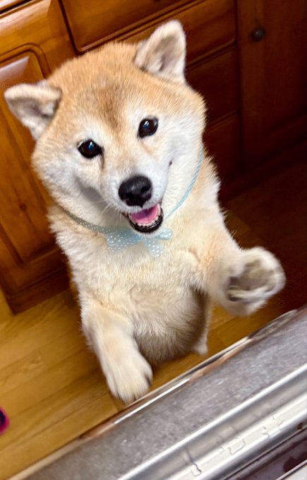 An adorable Shiba Inu with a polka-dot bow tie stands on its hind legs with one paw raised in a kitchen, looking up cheerfully as if begging or "helping" — perfectly matching the playful #ShibaInu vibe of "chopping cabbage."