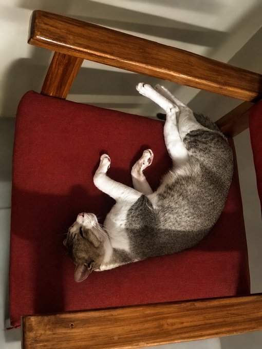 A tabby and white cat lying on its back, stretched out comfortably on the red cushion of a wooden chair.