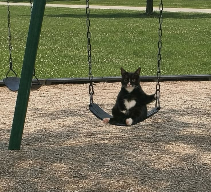 A black and white tuxedo cat sits upright on a swing at a playground, looking directly at the camera.