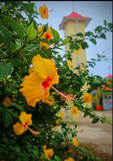 The image features a beautiful yellow hibiscus flower with red tips, surrounded by green leaves. The background shows a building or tower, possibly a church, which adds an interesting contrast to the vibrant colors of the flower. The caption suggests that the viewer should share this lovely scene on social media using the hashtag #useTria and tag @wallchain x @quipnetwork for a great day.