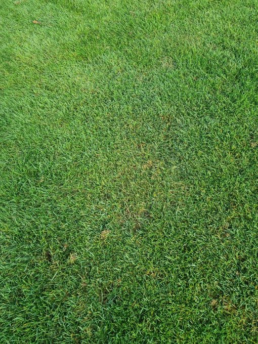 A close-up view of green grass, possibly a lawn, with some dry, brown patches scattered throughout.
