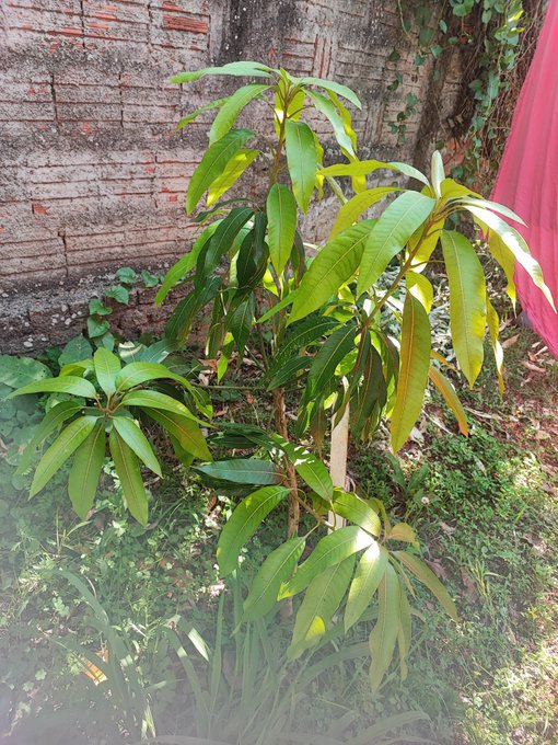 A young mango tree with long, glossy green leaves growing in a garden next to an old brick wall, supported by a wooden stake.