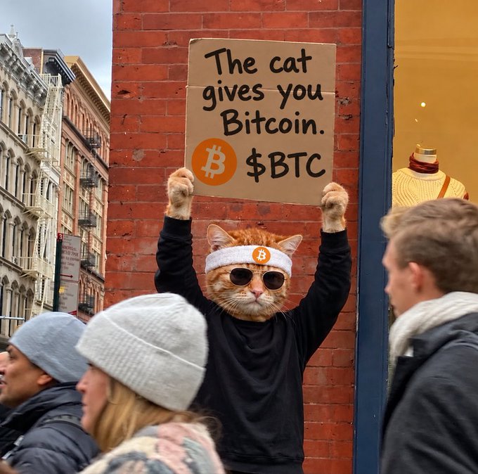 A person wearing a cat mask, sunglasses, and a Bitcoin-themed headband holds up a cardboard sign reading 'The cat gives you Bitcoin. ₿ $BTC' on a city street.
