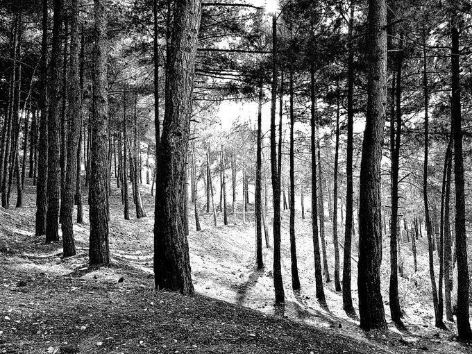 A black and white photograph of a pine forest with tall, slender trees casting long shadows on a sloping, sun-dappled forest floor.