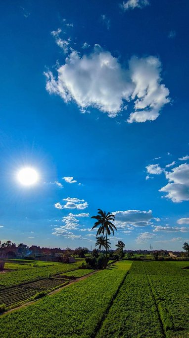 The image shows an expansive view of a green field with a clear blue sky above, featuring several palm trees scattered throughout the scene. The sun is shining brightly, casting light over the landscape below. The photo captures the beauty of nature and its elements in a serene setting.