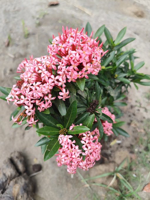 The image features a close-up view of pink flowers, possibly a type of orchid, with green leaves surrounding them. The flowers are arranged in various positions within the frame, creating an interesting visual effect. The background appears to be a dirt area, which further emphasizes the focus on the flowers and their details.