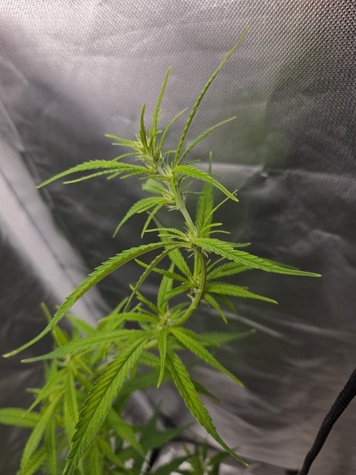 A close-up photograph shows a young green cannabis plant with serrated leaves growing inside a reflective grow tent.