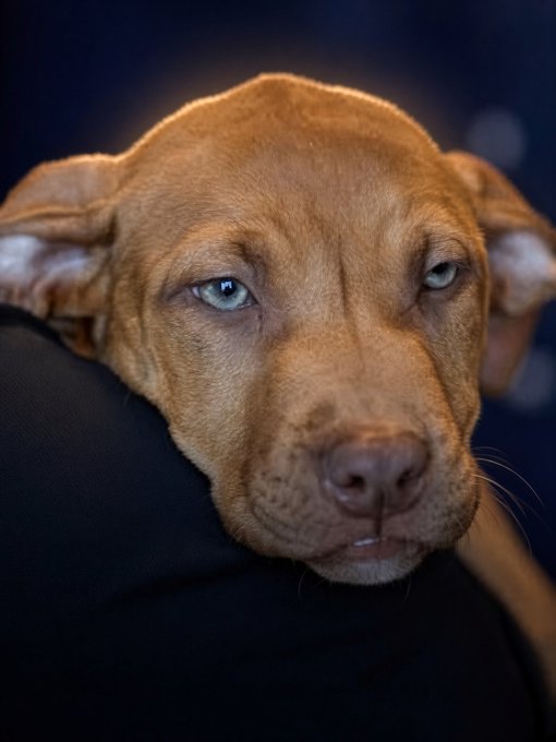 A brown pit bull-type dog with striking blue eyes rests its head on a black surface, gazing directly at the camera with a calm, soulful expression.