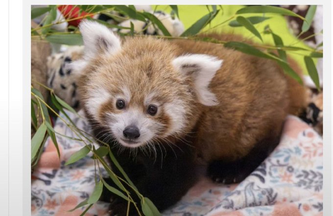 A close-up photograph of a red panda with reddish-brown fur and a white face, sitting near green bamboo foliage on a patterned blanket.