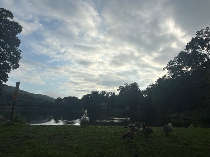 A serene photograph of a lakeside scene at dusk with a partly cloudy sky, featuring a white swan and several Canada geese on the grassy shore, surrounded by trees and a distant house.