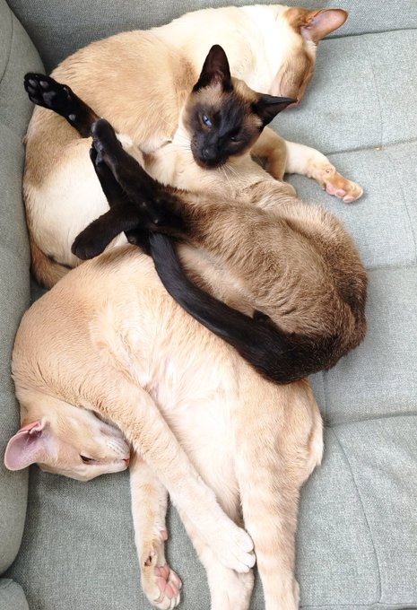 A Siamese cat lies comfortably nestled between two tan dogs that are cuddling together on a gray couch.