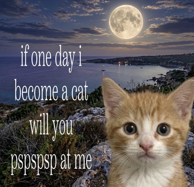 An orange and white kitten is pictured against a coastal background under a full moon, with text reading 'if one day i become a cat will you pspspspsp at me'.